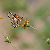Butterfly, Neals Lodge, Concan, Texas